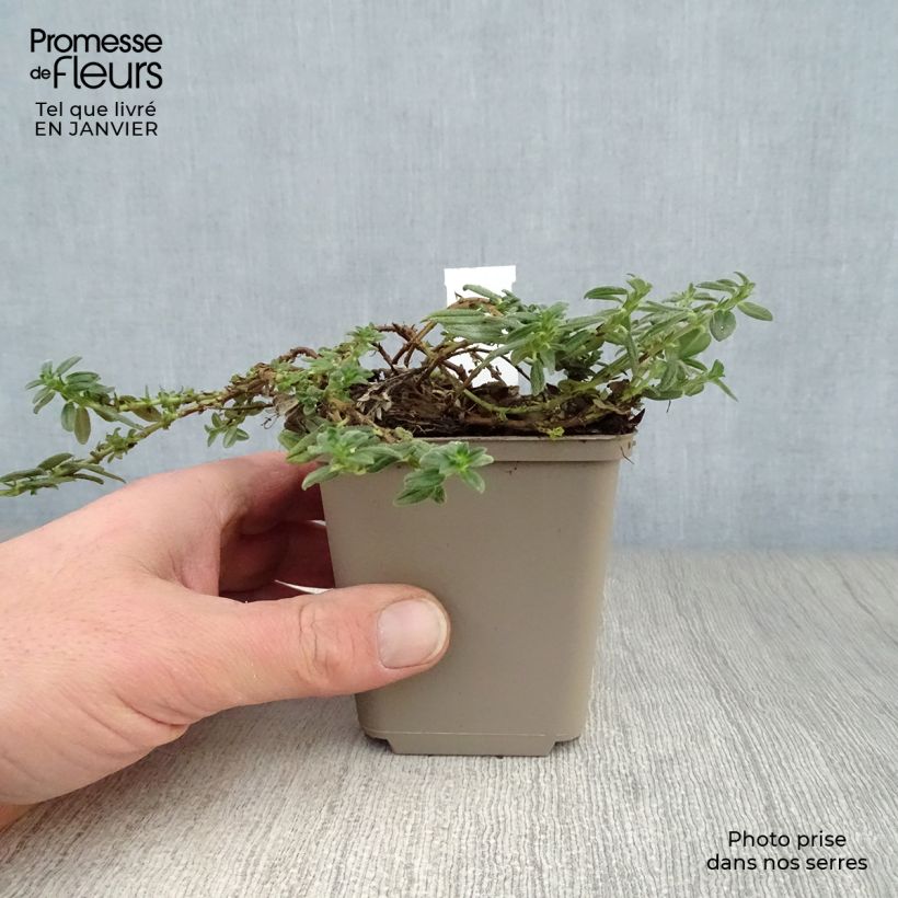 Helianthemum Orange Double Maceta de 8/9 cm Ejemplar entregado en invierno