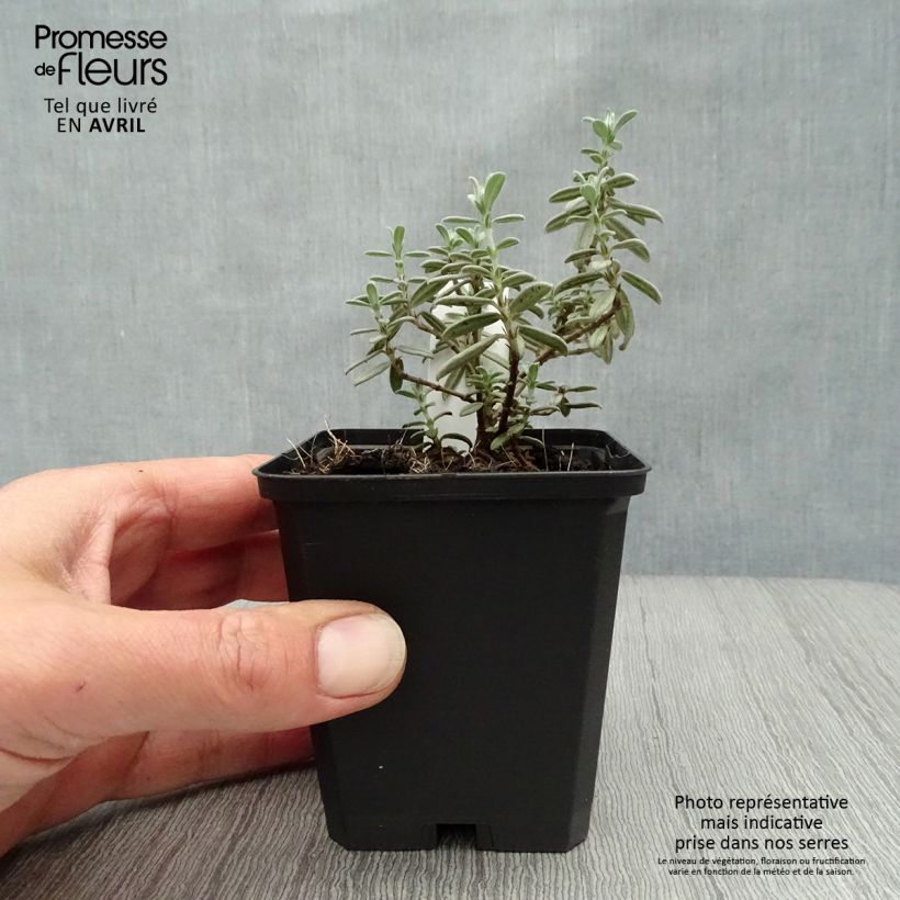 Helianthemum Rhodanthe Carneum Maceta de 8/9 cm Ejemplar entregado en la primavera