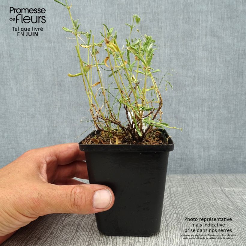 Ejemplar de Helianthemum Sulphureum Plenum Maceta de 8/9 cm entregado en verano