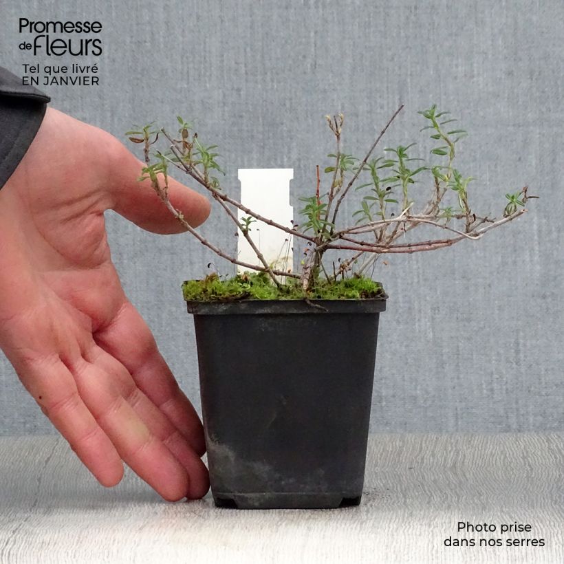 Helianthemum Sulphureum Plenum Maceta de 8/9 cm Ejemplar entregado en invierno