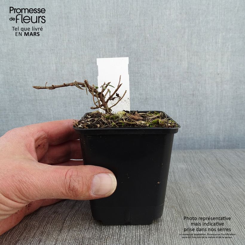 Helianthemum Suprême Maceta de 8/9 cm Ejemplar entregado en invierno