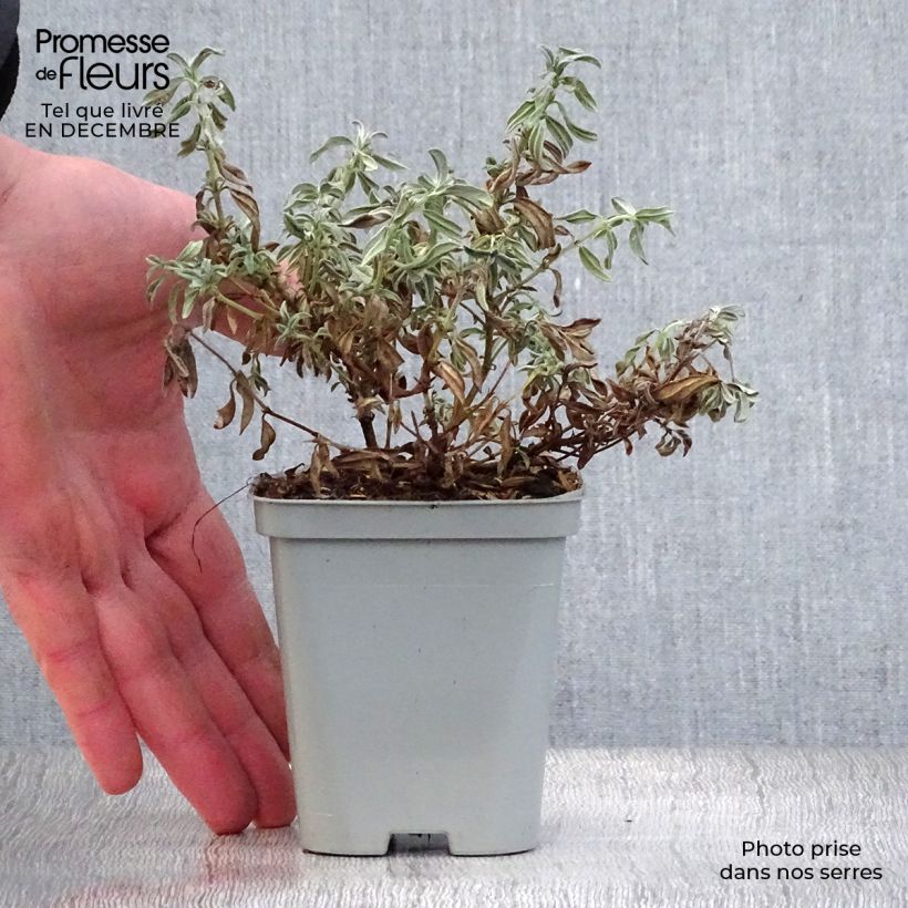 Helianthemum The Bride Maceta de 8/9 cm Ejemplar entregado en invierno