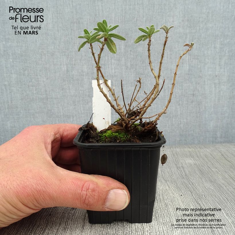 Helianthemum Tomato Red Maceta de 8/9 cm Ejemplar entregado en invierno