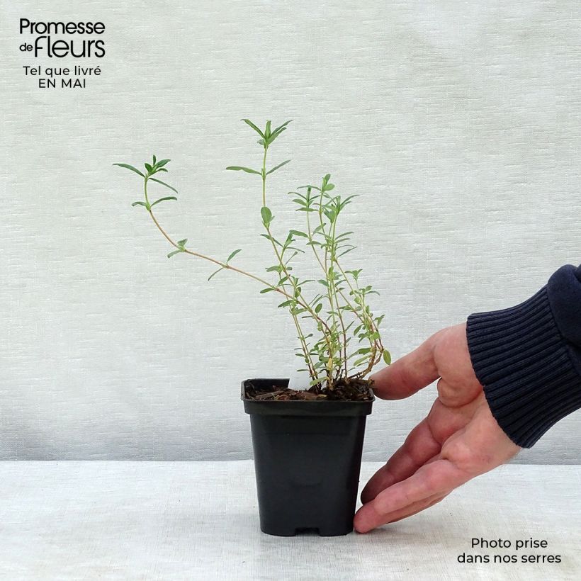 Helianthemum Sulphureum Plenum Maceta de 8/9 cm Ejemplar entregado en la primavera