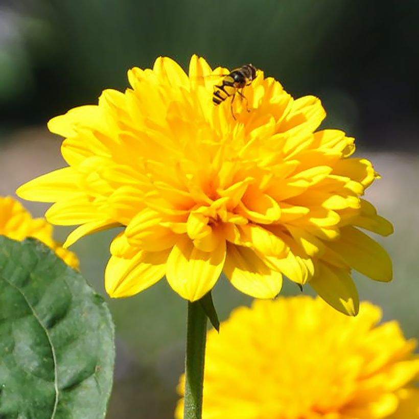 Helianthus Sunshine Daydream (Floración)