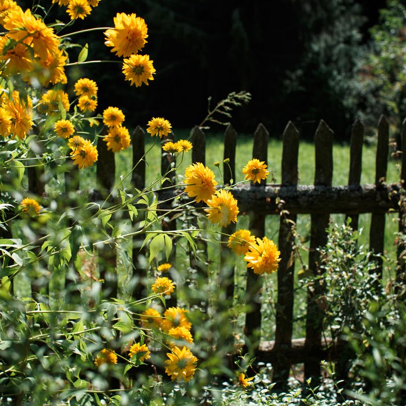 Helianthus Sunshine Daydream (Porte)