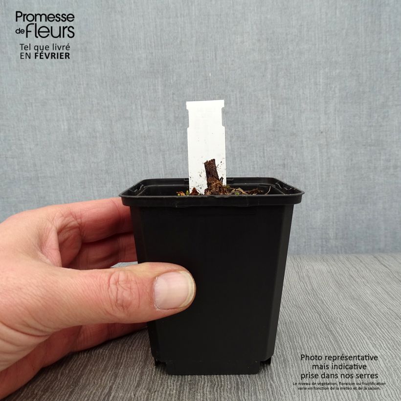 Helianthus atrorubens Monarch Maceta de 8/9 cm Ejemplar entregado en invierno