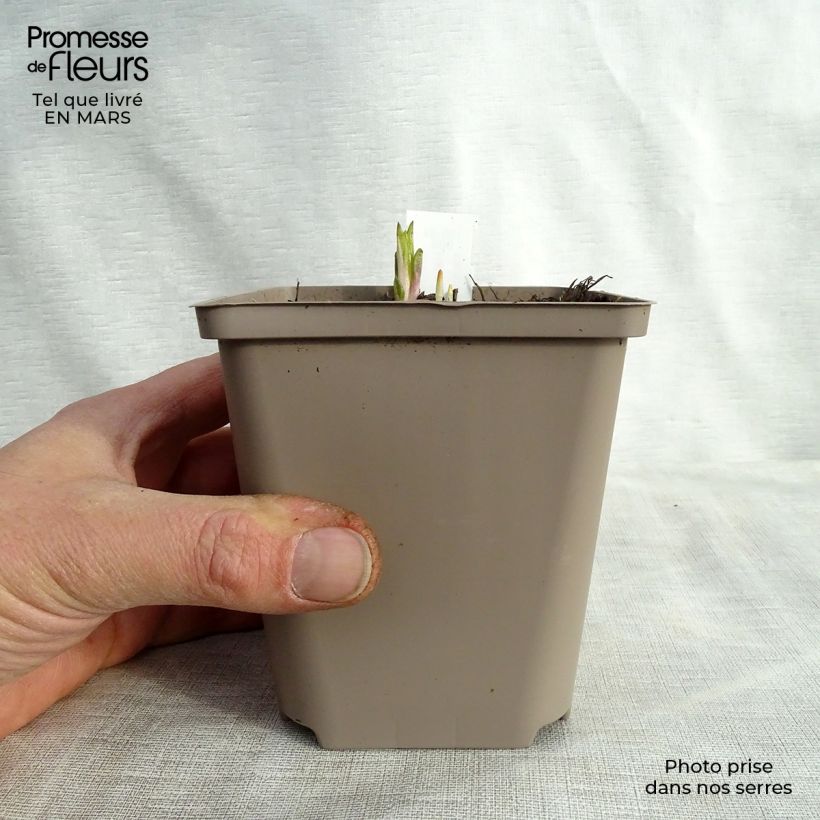 Helianthus atrorubens Monarch Maceta de 8/9 cm Ejemplar entregado en la primavera