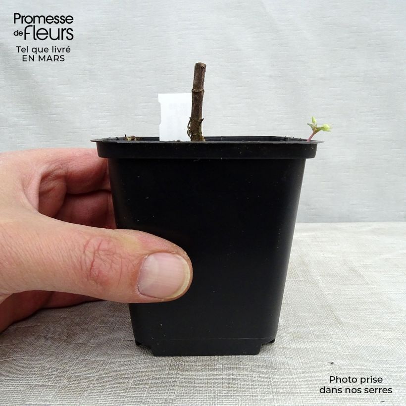 Helianthus decapetalus Capenoch Star Maceta de 8/9 cm Ejemplar entregado en la primavera