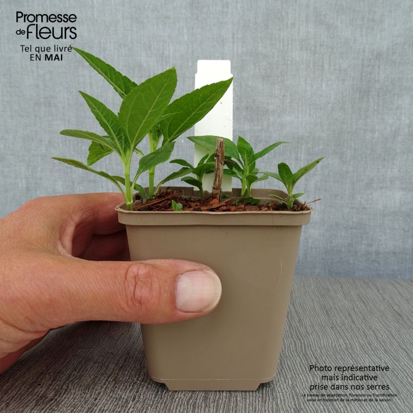 Helianthus decapetalus Plenus Maceta de 8/9 cm Ejemplar entregado en la primavera