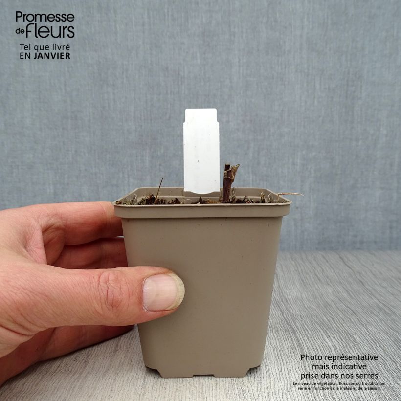 Helianthus giganteus Sheila's Sunshine Maceta de 8/9 cm Ejemplar entregado en invierno