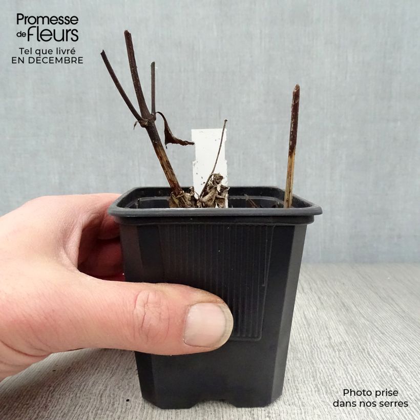 Helianthus Lemon Queen Maceta de 8/9 cm Ejemplar entregado en invierno