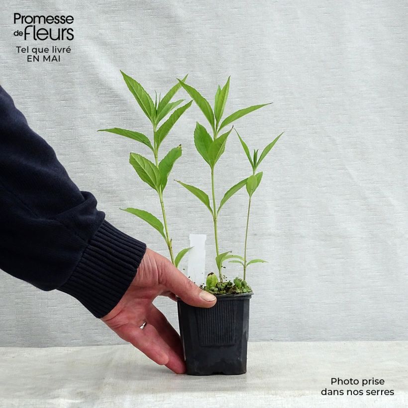 Helianthus Lemon Queen Maceta de 8/9 cm Ejemplar entregado en la primavera