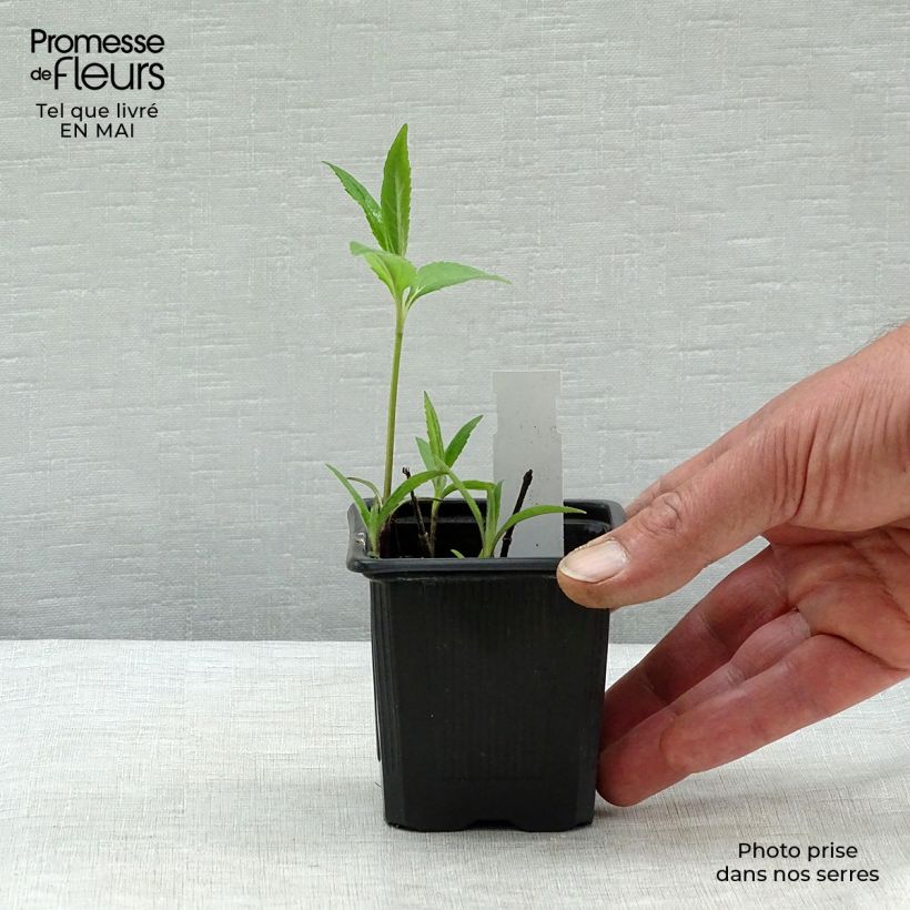 Helianthus microcephalus Maceta de 8/9 cm Ejemplar entregado en la primavera