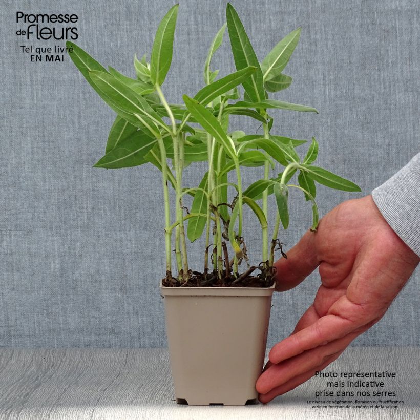 Helianthus mollis - Girasol áspero Maceta de 8/9 cm Ejemplar entregado en la primavera