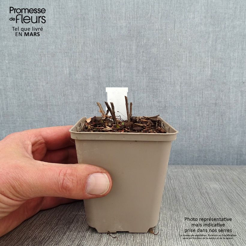 Helianthus mollis - Girasol áspero Maceta de 8/9 cm Ejemplar entregado en invierno