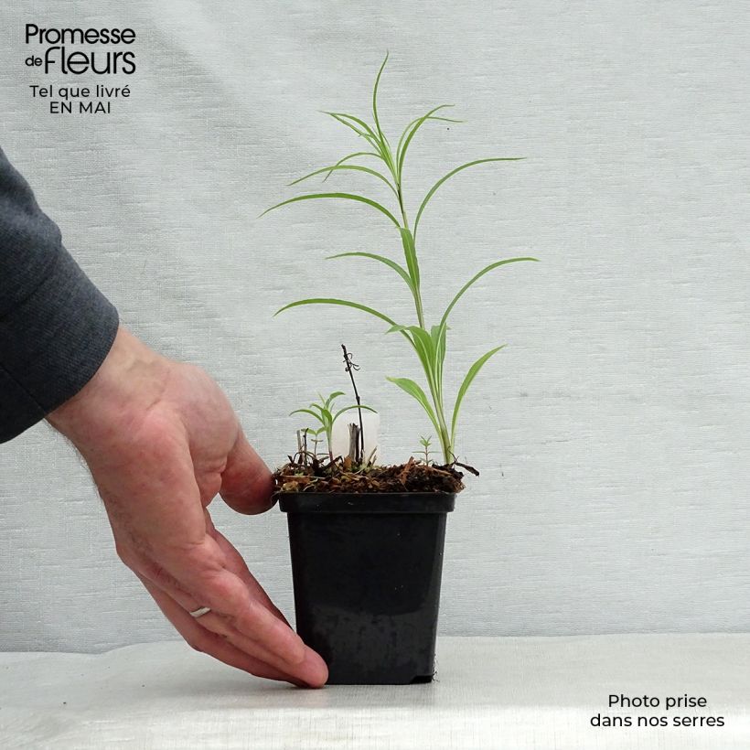 Helianthus salicifolius - Girasol de hojas de sauce Maceta de 8/9 cm Ejemplar entregado en la primavera