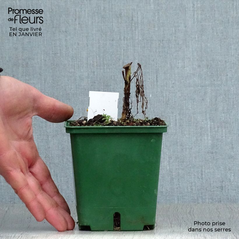 Helianthus salicifolius - Girasol de hojas de sauce Maceta de 8/9 cm Ejemplar entregado en invierno