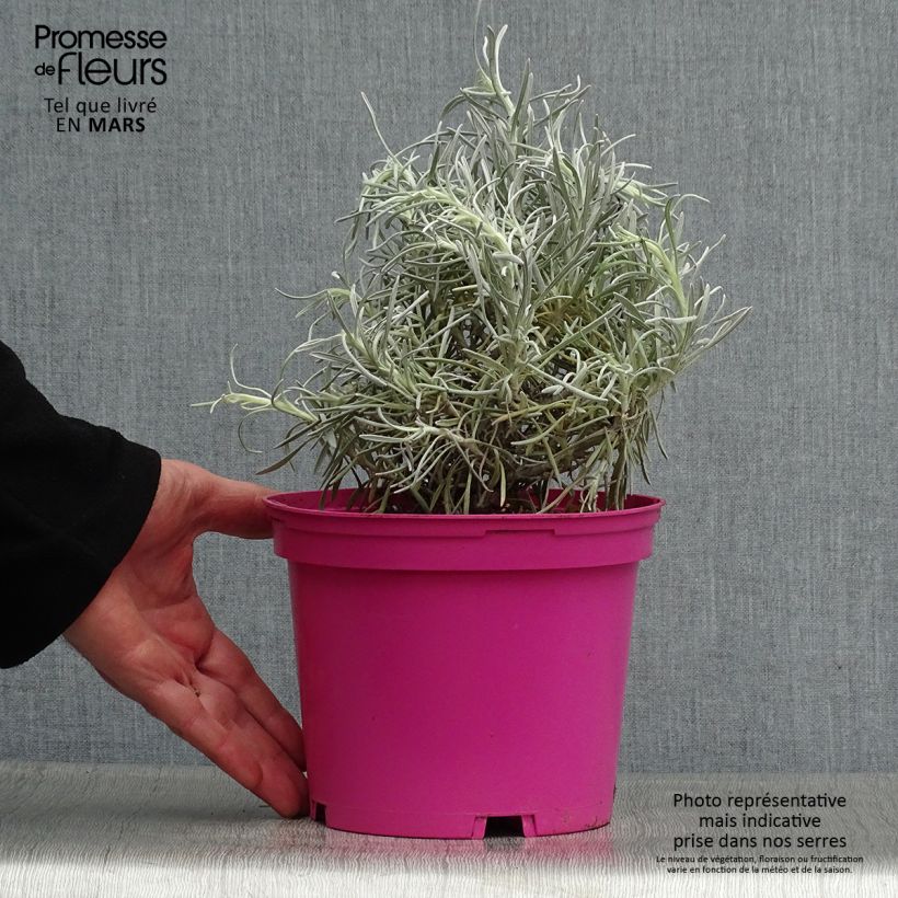 Curry Korma Maceta 2L/3L Ejemplar entregado en la primavera