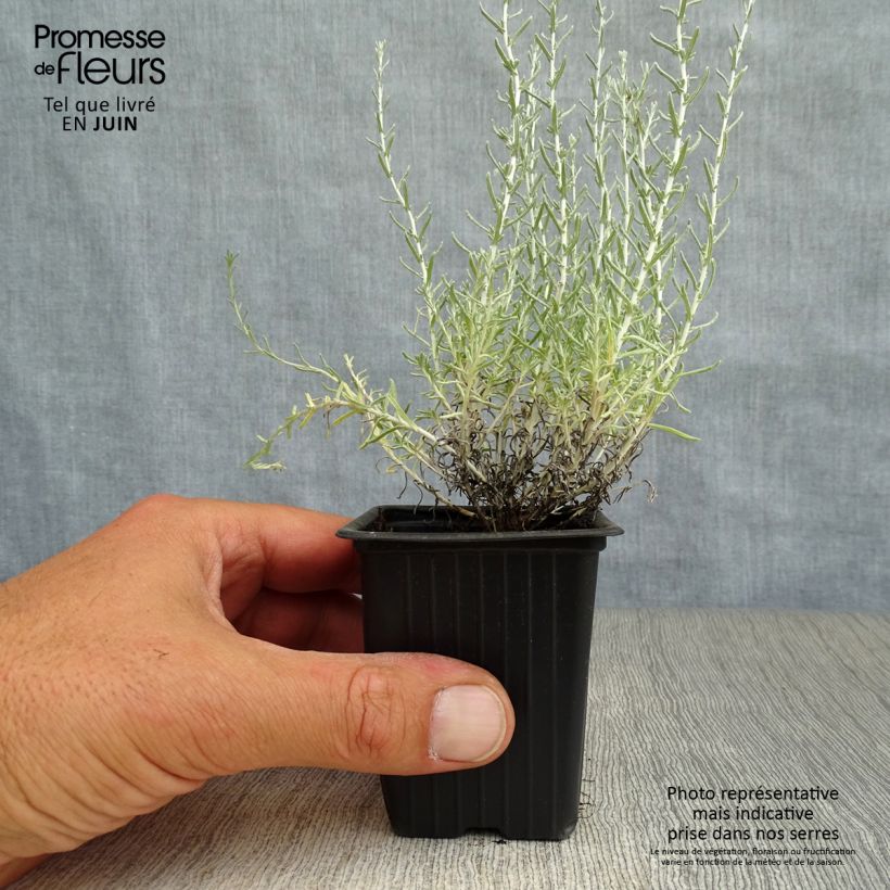 Ejemplar de Curry - Helichrysum italicum Maceta de 7/8 cm entregado en verano