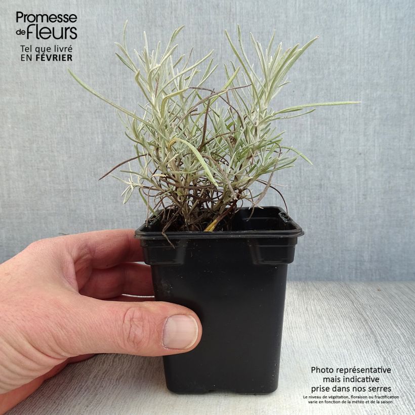 Curry - Helichrysum italicum Maceta de 7/8 cm Ejemplar entregado en invierno