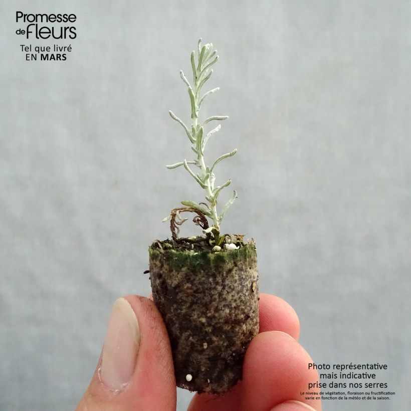 Curry (maceta) minicepellón: Ø 1,5/2,5 cm Ejemplar entregado en la primavera