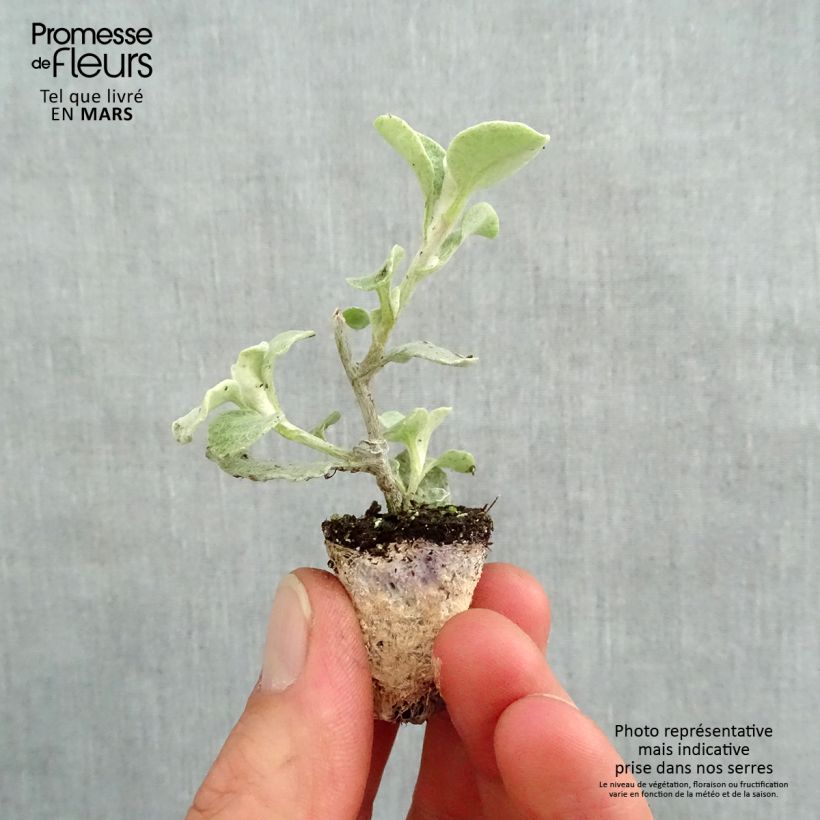Helichrysum petiolare Silver - Siemprevivo minicepellón: Ø 3/4 cm Ejemplar entregado en la primavera