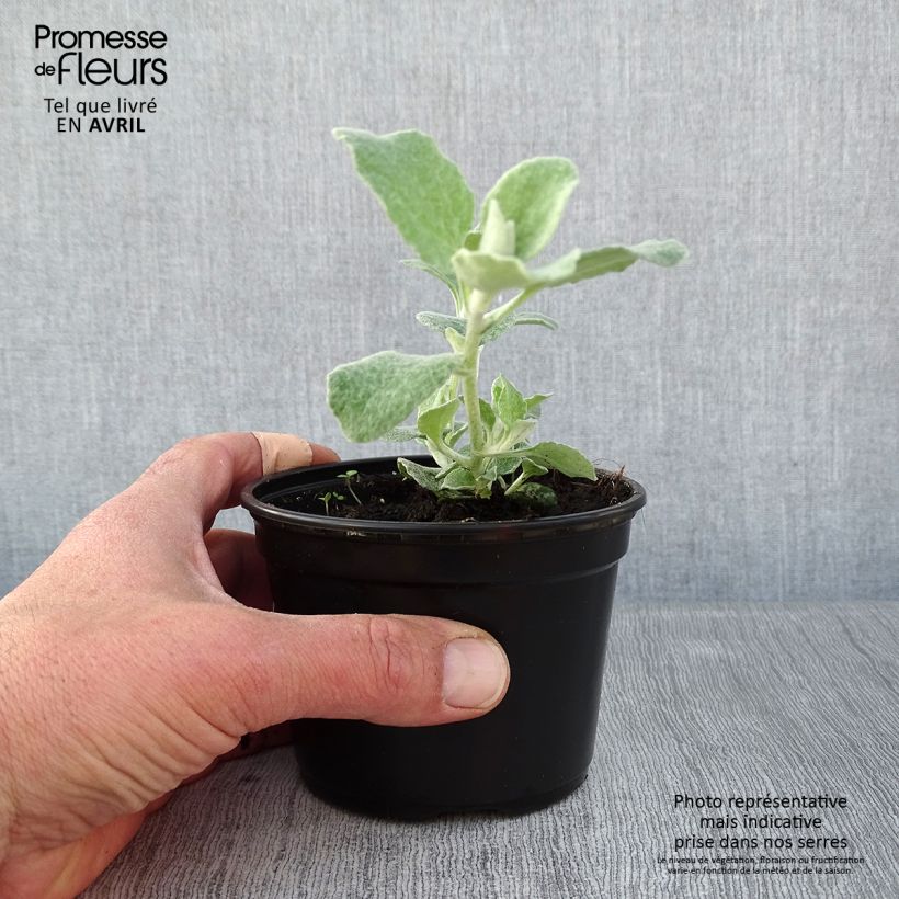Helichrysum petiolare Silver - Siemprevivo Maceta de 8/9 cm Ejemplar entregado en la primavera
