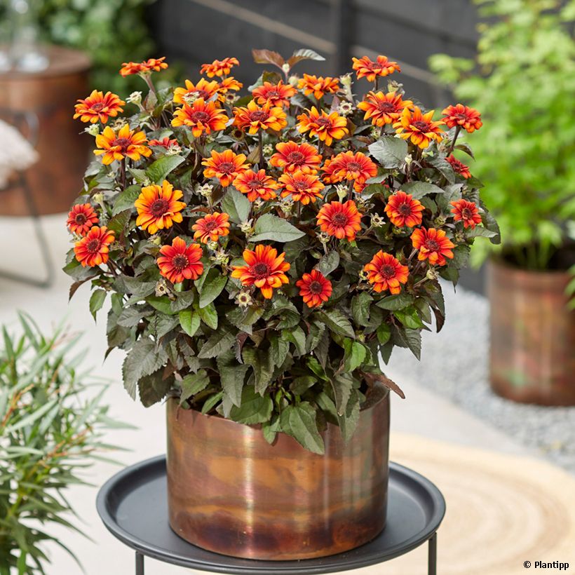 Heliopsis helianthoides Luna Roja (Porte)