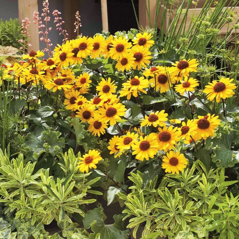 Heliopsis helianthoides var. scabra Punto Rosso (Porte)