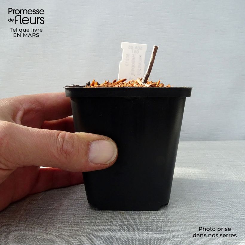 Heliopsis helianthoides var. scabra Summer Pink Maceta de 8/9 cm Ejemplar entregado en la primavera