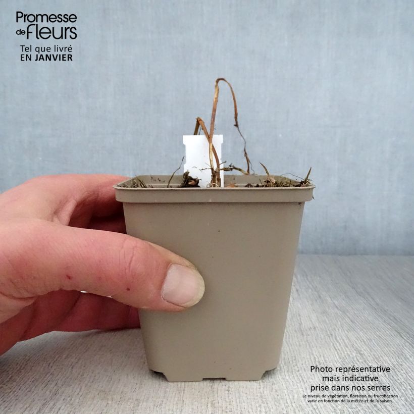 Heliopsis helianthoides var. scabra Summer Pink Maceta de 8/9 cm Ejemplar entregado en invierno