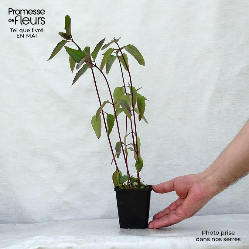 Heliopsis helianthoides var. scabra Burning Hearts Maceta de 8/9 cm Ejemplar entregado en la primavera