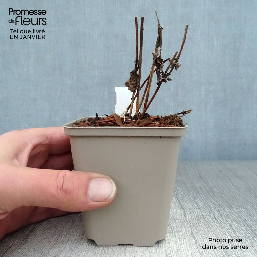 Heliopsis helianthoides var. scabra Burning Hearts Maceta de 8/9 cm Ejemplar entregado en invierno