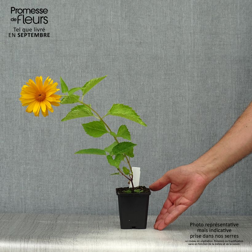 Ejemplar de Heliopsis helianthoides Mars Maceta de 8/9 cm entregado en otoño