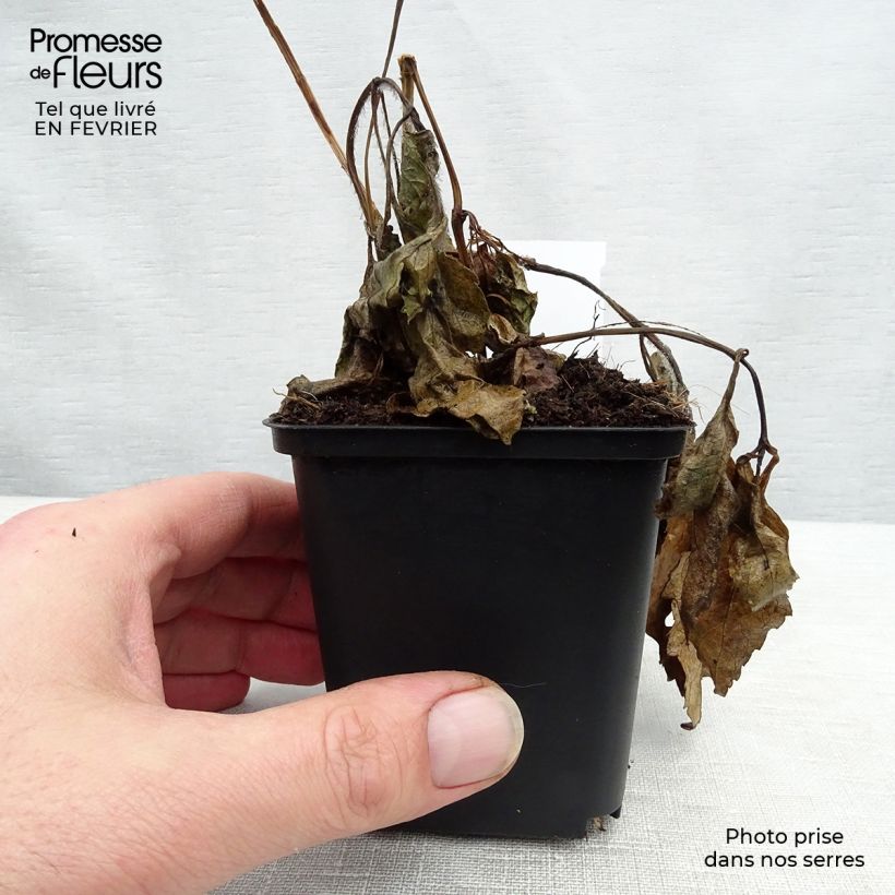 Heliopsis helianthoides var. scabra Summer Sun Maceta de 7/8 cm Ejemplar entregado en invierno