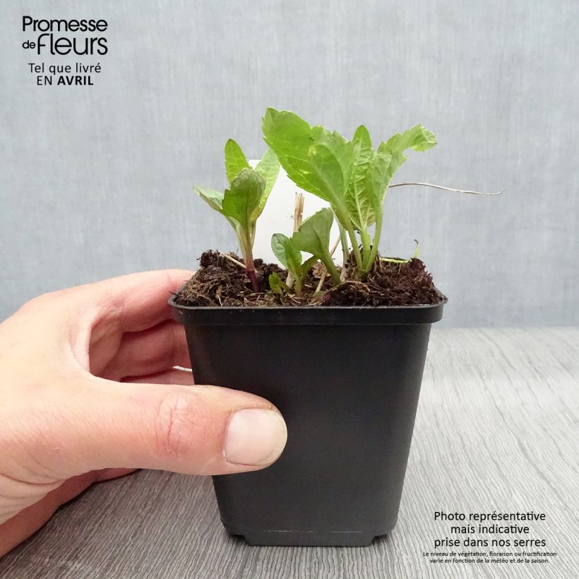 Heliopsis helianthoides var. scabra Summer Sun Maceta de 7/8 cm Ejemplar entregado en la primavera