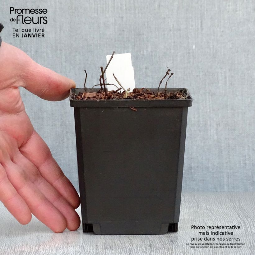 Heliopsis helianthoides Tuscan Sun Maceta de 10 cm/11 cm Ejemplar entregado en invierno