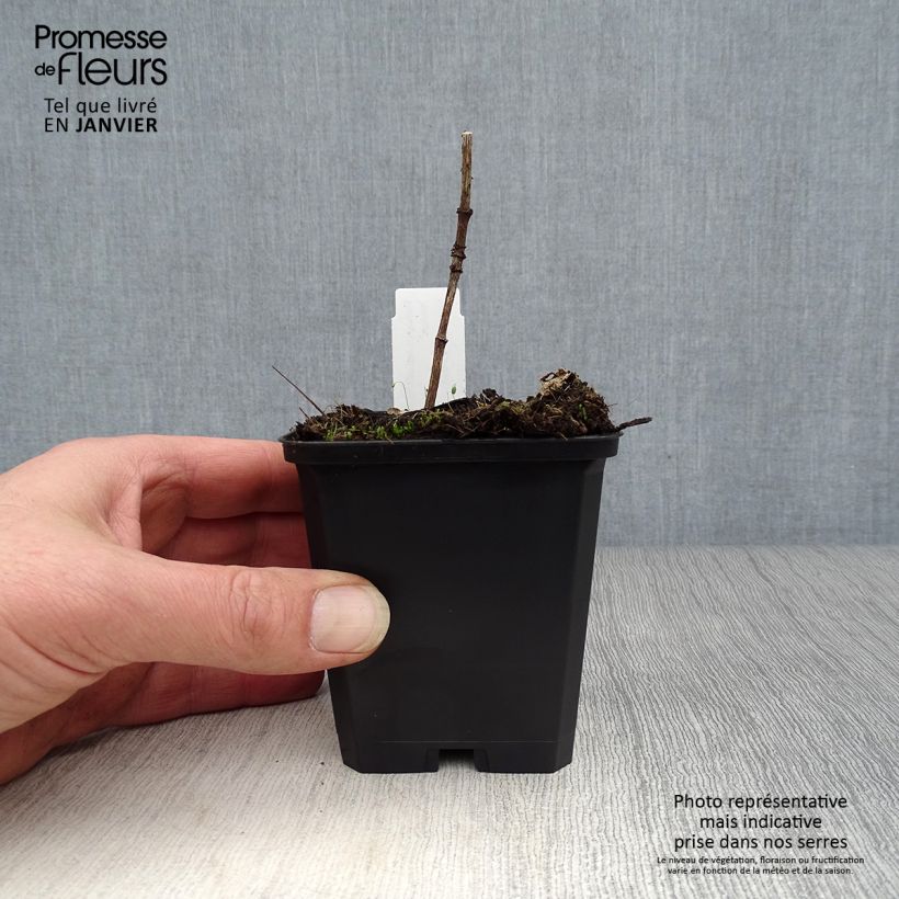 Heliopsis helianthoides var. scabra Venus Maceta de 8/9 cm Ejemplar entregado en invierno