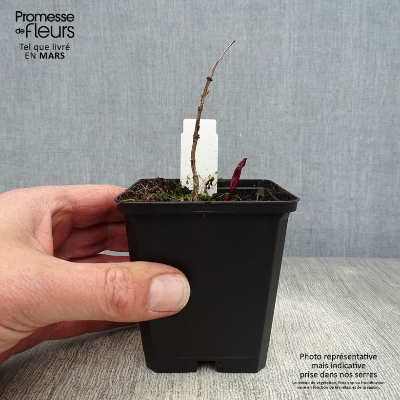 Heliopsis helianthoides var. scabra Venus Maceta de 8/9 cm Ejemplar entregado en la primavera