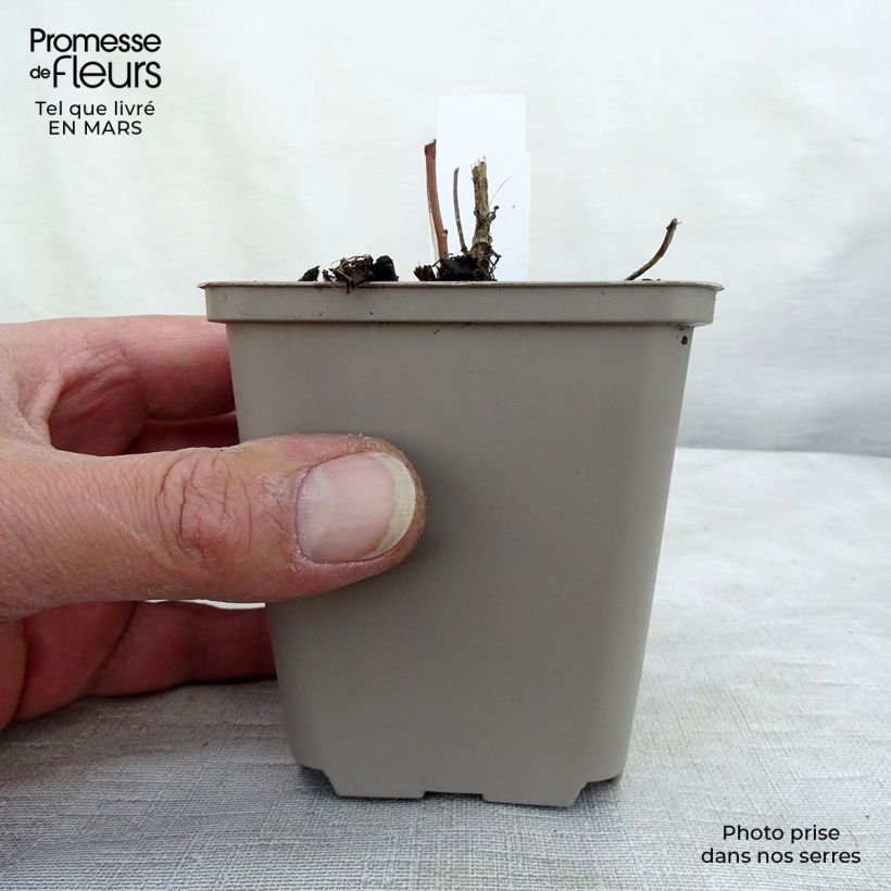 Heliopsis helianthoides var. scabra Maceta de 8/9 cm Ejemplar entregado en la primavera