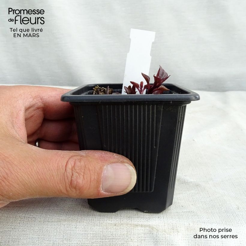 Heliopsis helianthoides var. scabra Summer Nights Maceta de 8/9 cm Ejemplar entregado en invierno