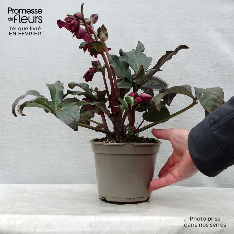 Eléboro Ice N' Roses Red - Eléboro Maceta 2L/3L Ejemplar entregado en invierno