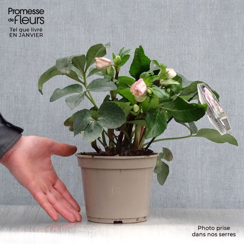 Eléboro Ice N' Roses Pink - Eléboro Maceta 2L/3L Ejemplar entregado en invierno