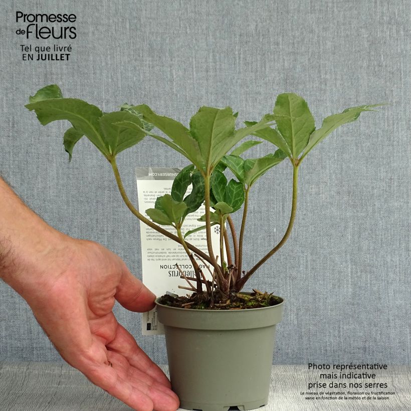Ejemplar de Hellébore Magic Leaves Pot de 10 cm/11cm entregado en verano