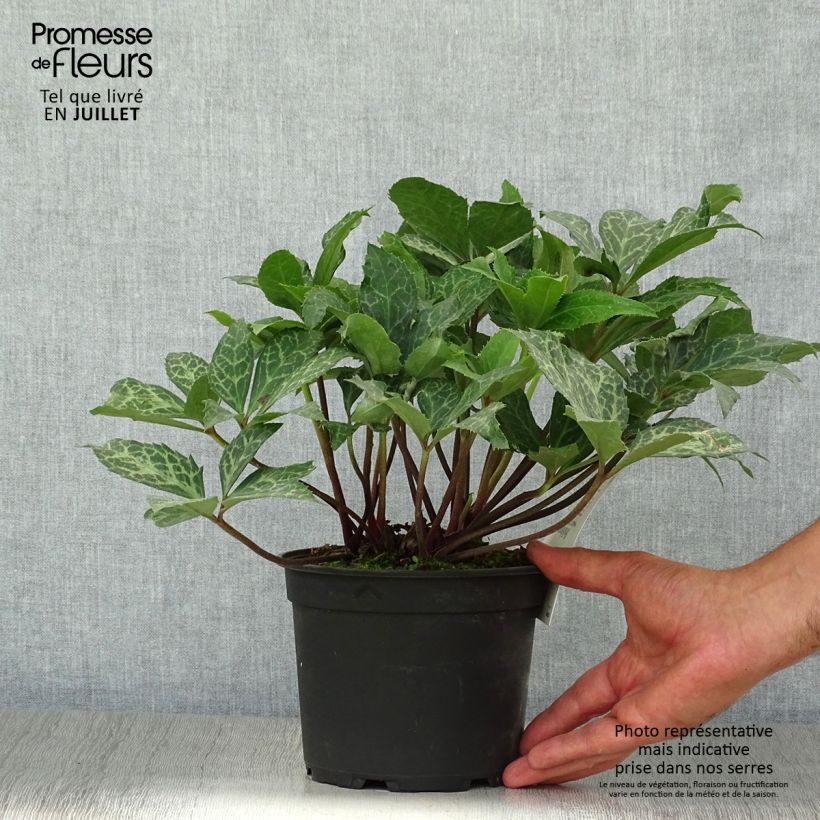 Ejemplar de Hellébore Magic Leaves Pot de 2L/3L entregado en verano