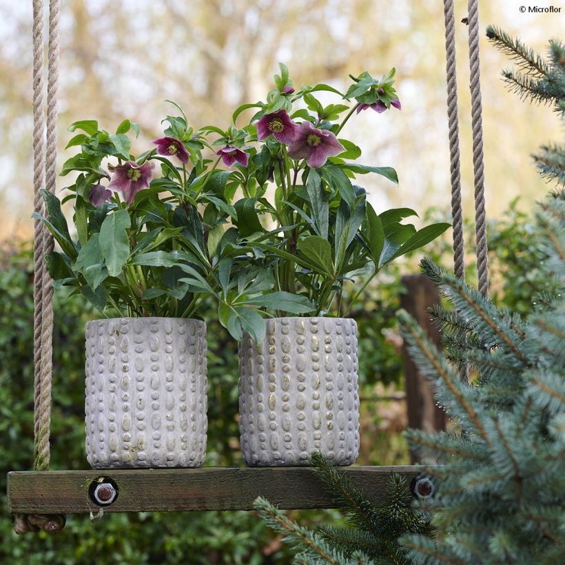 Eléboro oriental ViV Eloisa (Porte)