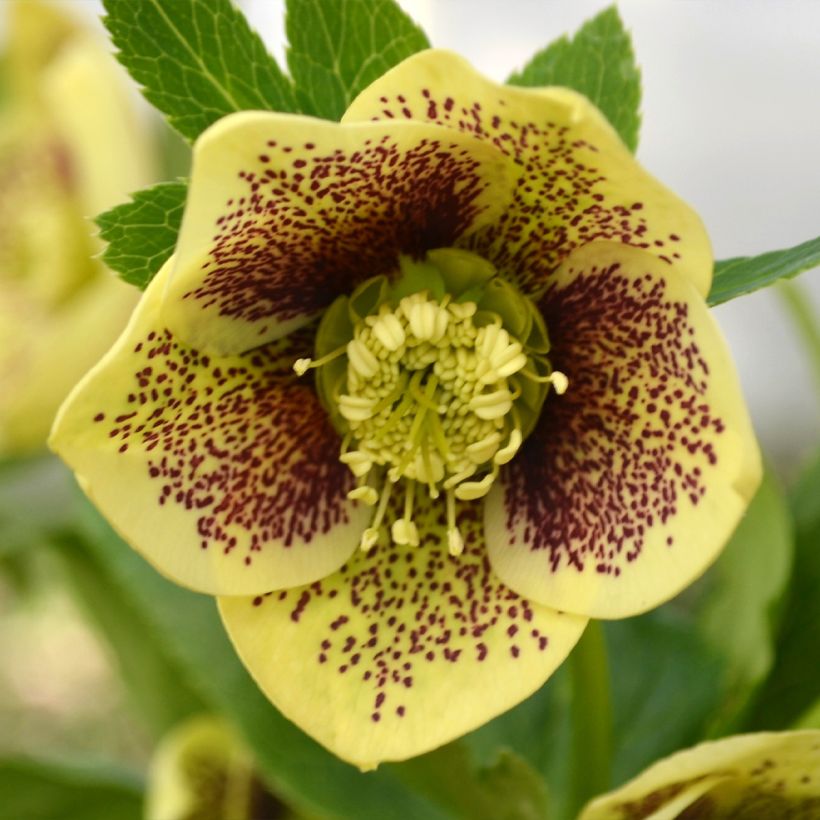 Eléboro oriental ViV Maeva (Floración)