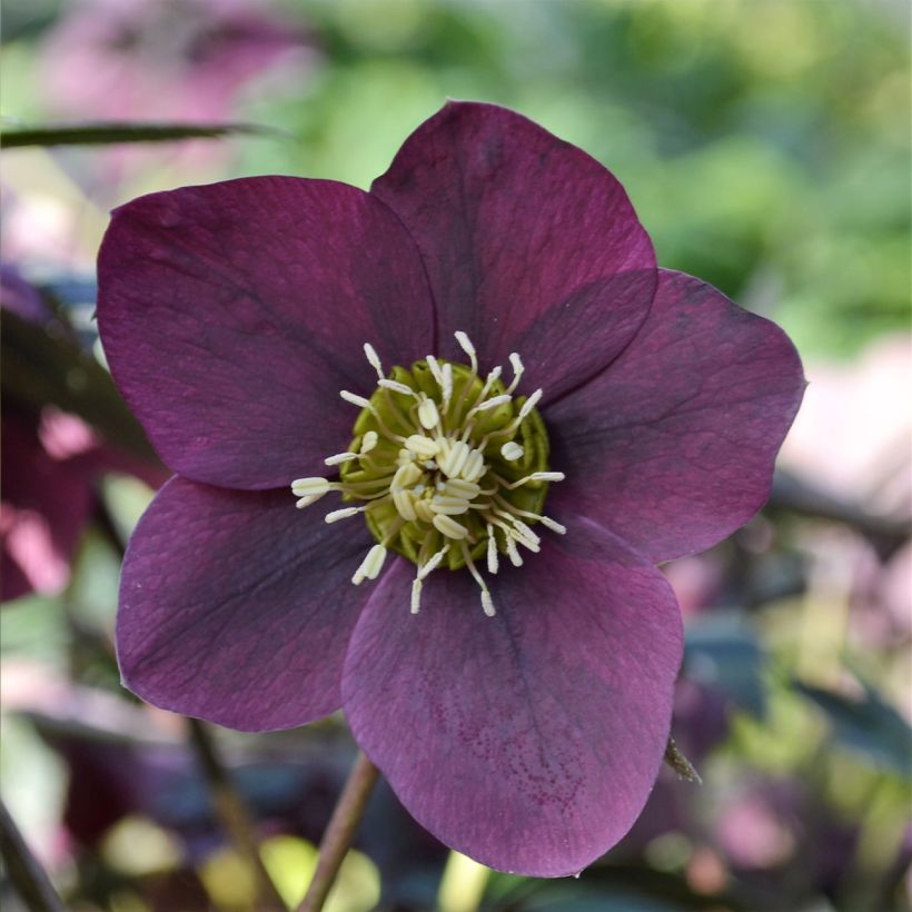 Eléboro oriental ViV Milana (Floración)