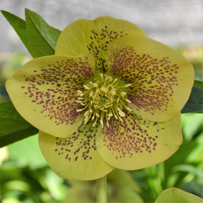 Eléboro oriental ViV Serafina (Floración)